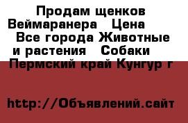 Продам щенков Веймаранера › Цена ­ 30 - Все города Животные и растения » Собаки   . Пермский край,Кунгур г.